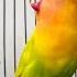 AWASS SEKALI PUTAR LANGSUNG NYAUT Suara Lovebird NGEKEK PANJANG Cepat Bikin BUNYI