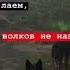 Сильные но Мудрые слова Собачьим лаем волков не напугать