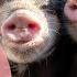 Pigs Grunting And Screaming Sounds 10 Hours For Stress Relief Calm Bonus Facts