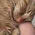 Tips On How To Wake Up A Cat Catdad Cats Catlover Catshorts