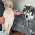 My Dogs Always Argue At Bedtime Dogsofyoutube Dog Dogs Husky Goldenretriever Puppy
