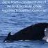 EXPLORE ORANGE COUNTY Dana Point Is The Best Place To Whale Watch In Southern California