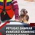 Petugas Damkar Evakuasi Kambing Ternak Warga Di Rawajati