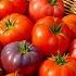 The BEST Way To Grow Tomatoes For Longer Harvests