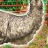 My Pet EMUs ESCAPE Their CAGE Bad Idea