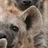 How Does A Laughing Hyena Sound Real Laughing Hyenas Beg For Lunch