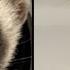 How This Ferret From 1988 Was Cloned
