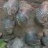 How To Start Your Back Yard Snail Farm