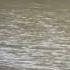 Cormorant Bird Birds Chess Popular Popularsong Cormorant Cormorants Cool Water Nature New