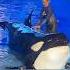 This Killer Whale Ended A Life Of A Trainer