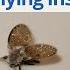 Common Small Flying Insects Identification DoMyOwn Com