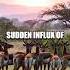 Unexpected Unity In The Okavango Delta