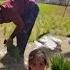 Thieves Plot For Soraya S Rice Fields