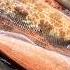 Puget Sound Lingcod And Spot Shrimp Limits Pnw Washingtonstate Fishing