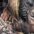 Sekiro Shadows Die Twice OST Ashina Castle