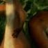 YTP A Crazy Squirrel S High Jinx Of Boomerangs Over The Hedge YTP COLLAB ENTRY