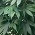 Mother Plants Music Garden Cannabiseducation Plants