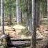 Звуки природы Звуки весеннего леса для расслабления Wildlife Sounds Of Spring Relax Estonia Релакс