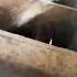 This Farmer Vs ATTACK PIG Is Pure Comedy GOLD Shield Bro For The Win Funnyanimals Pig Farm