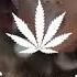 Coldplay Paradise BillyBoy Reggae Remix