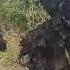 Gule Wankulu
