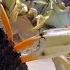 This Is How CRABS Eat BLOODY Clams