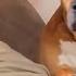When Your Dog Is The Funniest Family Member Funny Dog And Human Video 2025