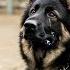 When This Lost Dog Saw Who Was Standing In Front Of Him He Began To Shed Tears