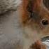 Покормил незнакомую белку Fed An Unfamiliar Squirrel
