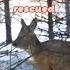 Injured Wild Roe Deer Rescued In China S Heilongjiang