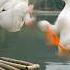 Ai Generated Video Look Like Real Baby Boy Fighting With Duck Ai Cute Foryou Fyp