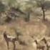 Rojda Youtubeshorts Shortsfeed Trendingshorts Trending Youtubetrending Nature Animals Rojda