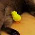 The Hidden Reason Cats Rub Their Face On Everythin