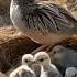 Where Dust Meets Down A Little Bustard S Vigil Bustard Birdnest Birds Wildlife