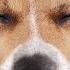 Deep Healing Music Release Toxic Energy With These Cute Puppy Dogs