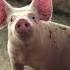 ABC Life On The Farm Song Part 2 I To X Singing Learning Abcd Together
