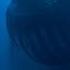 The Bloop Shadow Of The Abyss Shorts Thalassophobia