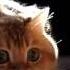 Sunbeam Vs Hosico