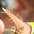 STUNG By A VENOMOUS Neon Caterpillar