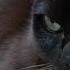 Why Do Cats Rub Against Objects And People Bondi Vet