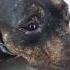 How Pitbull Ka Khof Pitbull Dogs Lover Viral Karo Would Ma Famous Pitbull Is Back Dog