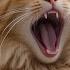 Funny Cats Videos Try Not To Laugh Funnycatsvideos Funnycats