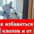 2025 аллоху Shortvideo как избавиться от тараканов дезинфекция тараканы клопы