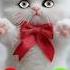 Cat Calling Ringtone Cat Babygirl Gato Youtubeshorts Catlovers Viralvideo Effects Shorts