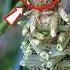 3 Insects With Mind Blowing Abilities Number 3 Is Straight Out Of Science Fiction Animals Shorts