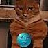 The Best Cat TrollFace Edit Ever Meme Trollface Funnymeme Memeedit Fyp Cat Sigma