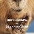 Звуки бобра и звуки нутрии