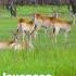Enchanting Javanese Deer Roams The Forest Shorts Viral