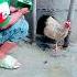 Duck Hens Pearl Hen Rooster Roosterdance Youtubeshorts Beautiful Funny Chickendance Funny