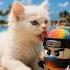 Kitten Licks Cappuccino Assassino Cats Cutecat Funny Catlovers Cat Cuteanimals